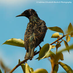 European Starling