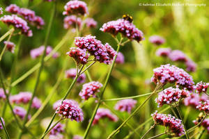 Purple Summer Fairy Garden