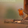 Robin in the Rain