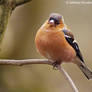 Chaffinch on a Branch II