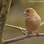 Female Chaffinch II