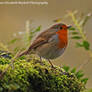 Robin in the Morning Sun