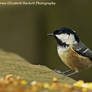 Coal Tit Perching