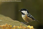 Coal Tit Perching by Hitomii