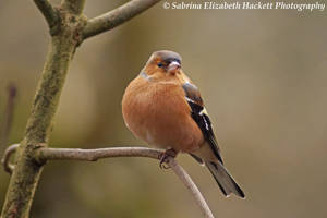 Lovely Chaffinch