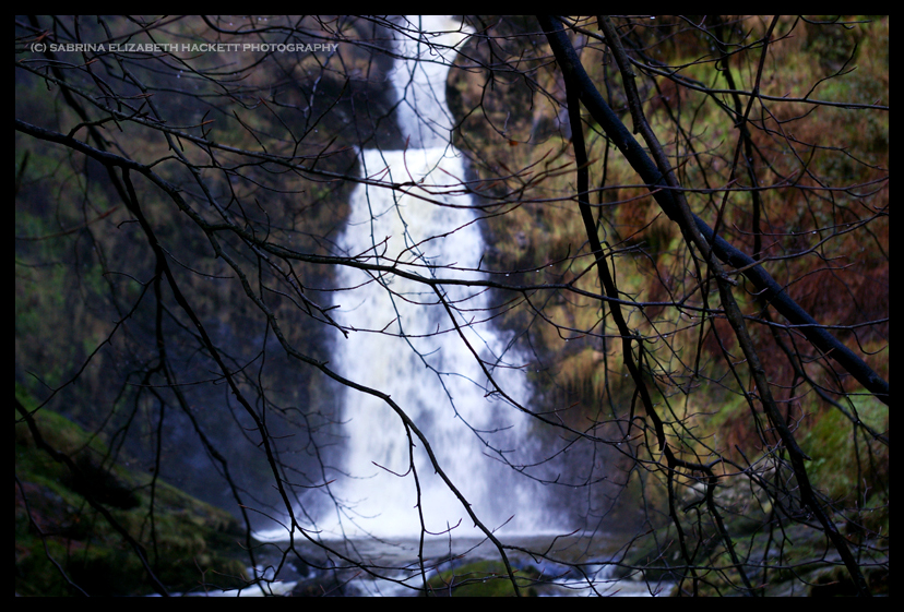 Whispers Through The Trees