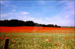 -POPPY FIELD- by Hitomii