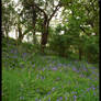 Through The Bluebells