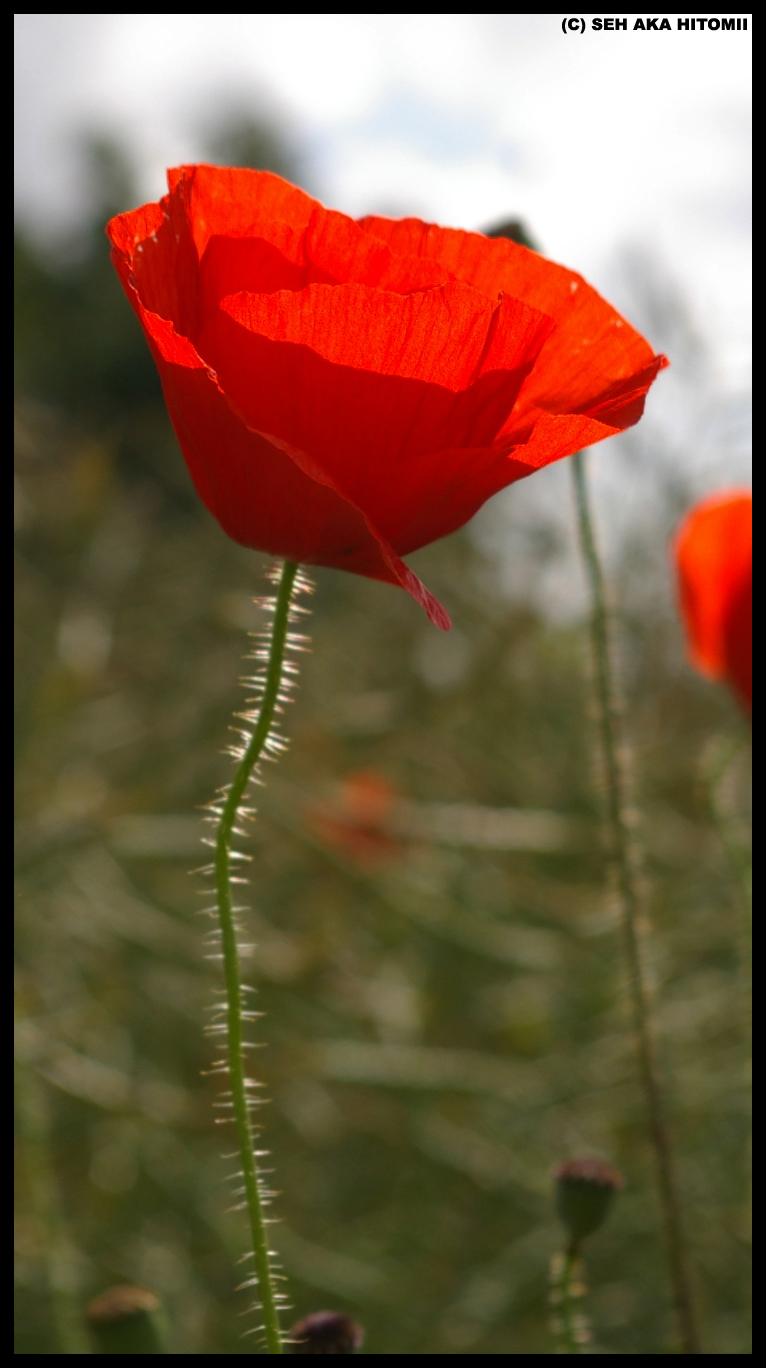 Single Poppy