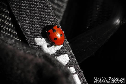 Lady bug