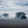 Fog and Crows 2