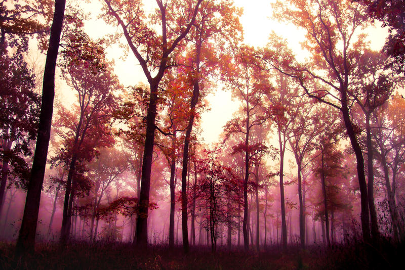 Forest in Fog 1