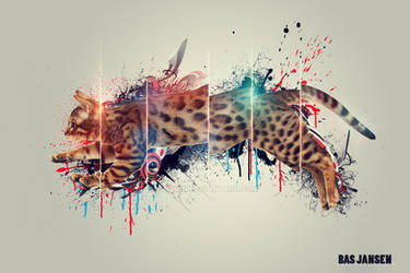 BengalKitten Photomanipulation