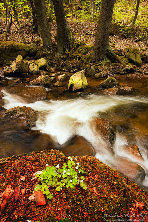 Spring Ilsetal