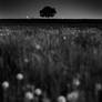 The Dark Tree 2