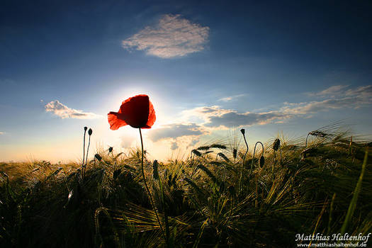 Poppy Field