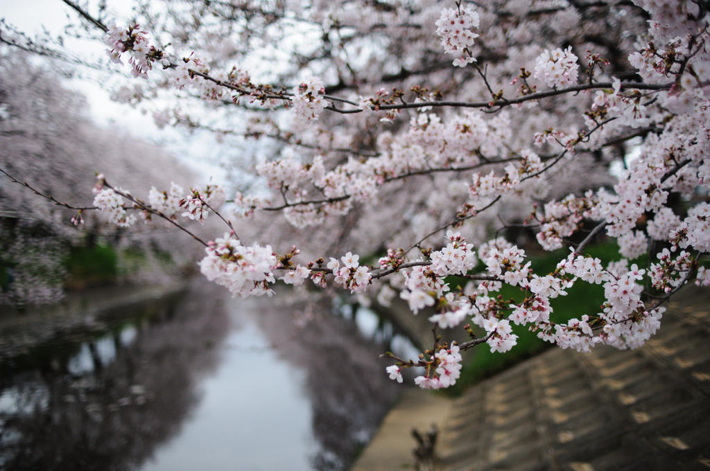 20160403 sakura in iwakura-shi