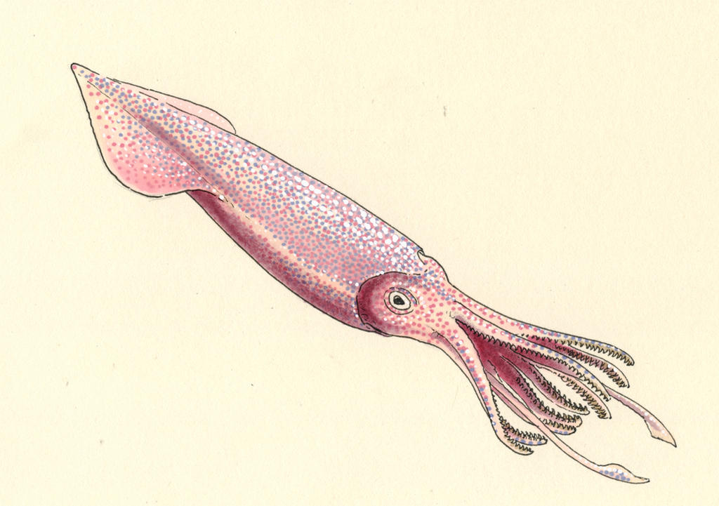 Bellomite Belemnite by Andrewsarchus89 on DeviantArt