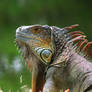 Iguana