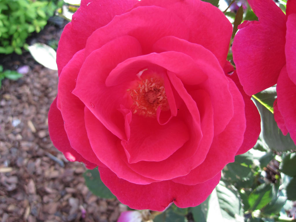 Soft Roser soft rose by Big-Bag-O-Fruit on DeviantArt