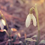 Snowdrop