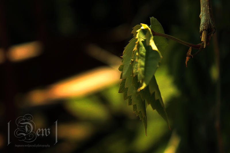 Leaf by head-in-the-cloud