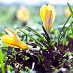 11.52 - Crocus by head-in-the-cloud