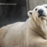 Oregon Polar Bear