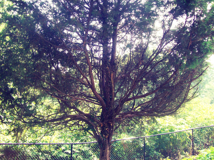 Treeeee by Snipes94 on DeviantArt