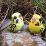 Some Yellow Pied Budgies