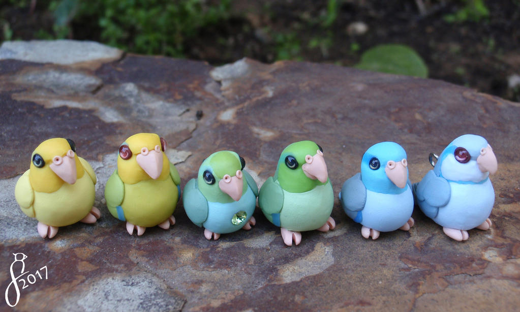 A Rainbow of Parrotlets