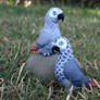 A Pair of African Greys