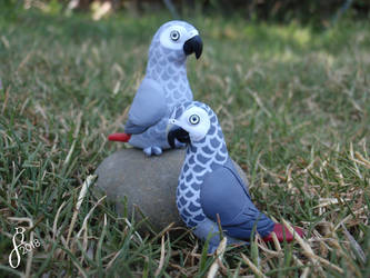 A Pair of African Greys