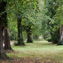 Road of Trees