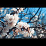 Spring_4