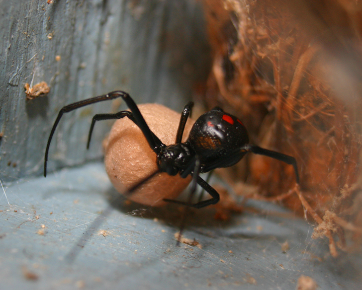 Redback: A Protective Mother