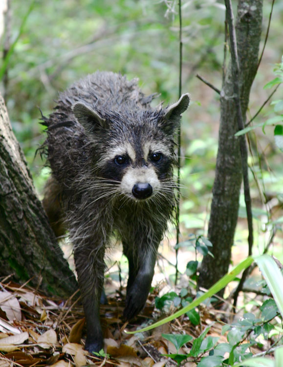 Wet Racoon