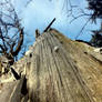 Trunk of a tree