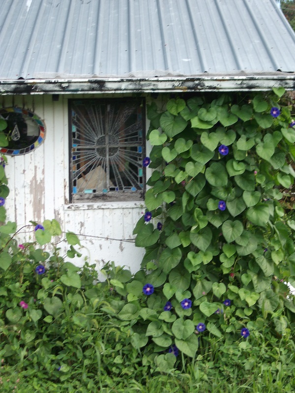 Morning glories..