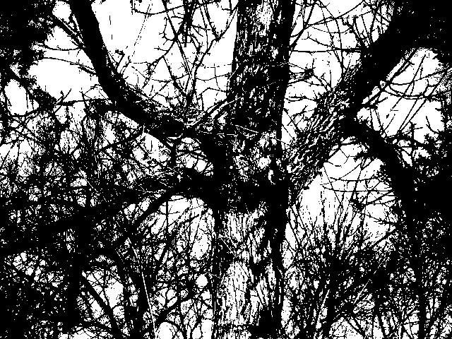 Spider Tree