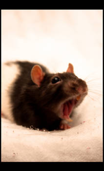 Yawn Rat I