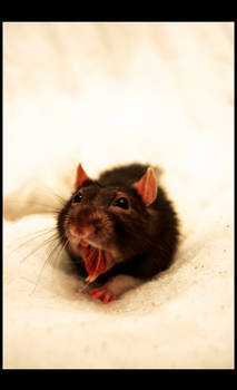 Yawn Rat II