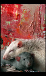 Rat love I