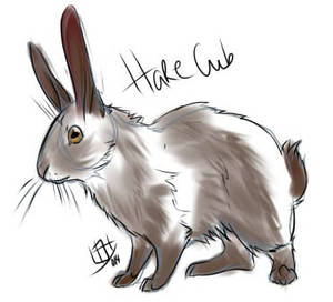 Hare