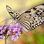 Butterfly Feeding