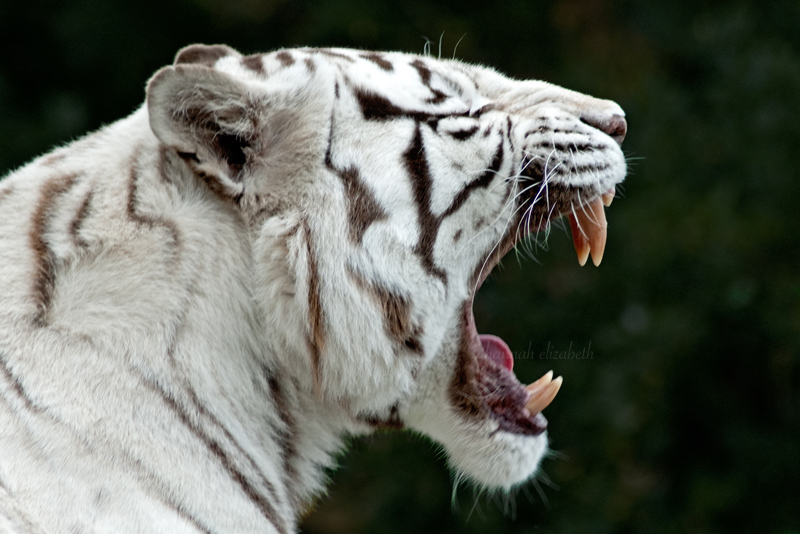 White Tiger