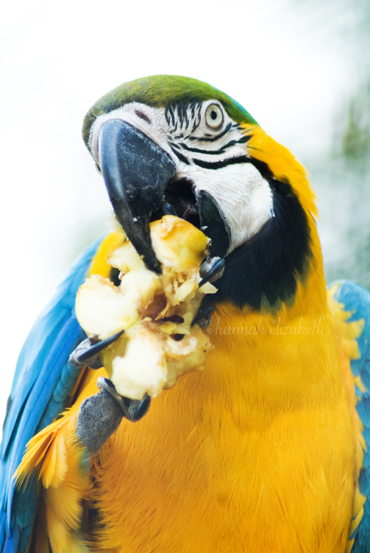 Parrot Lunch