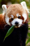 Red Panda by h-e-photography