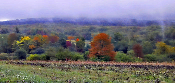 Misty Morning