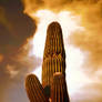 Noble Saguaro